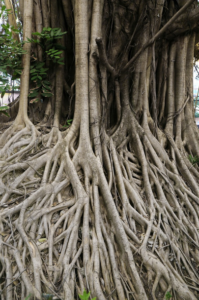raíz de banyan, raíz de árbol grande
 - Foto, Imagen