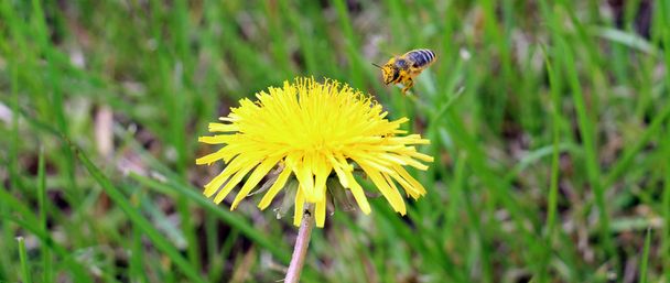 Bee συλλογή γύρης για ένα κίτρινο λουλούδια πικραλίδα άνοιξη - Φωτογραφία, εικόνα