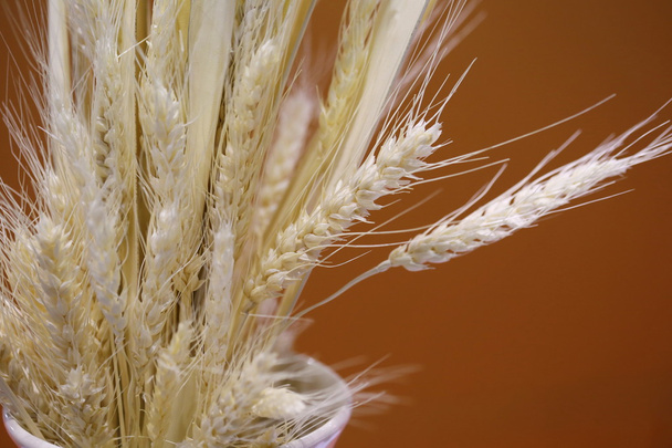 biała sucha pszenica w wazonie - Zdjęcie, obraz