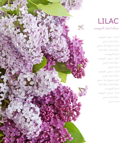 hermosas flores de color lila sobre un fondo blanco, plantilla para tarjeta de felicitación - Foto, imagen