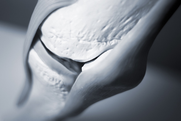 Knee joint meniscus tendon model - Photo, Image