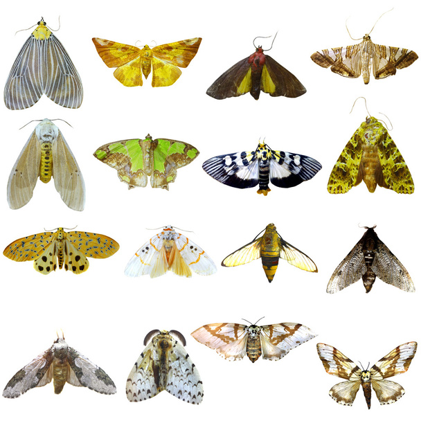 Collection de beaux papillons tropicaux isolés sur fond blanc
 - Photo, image