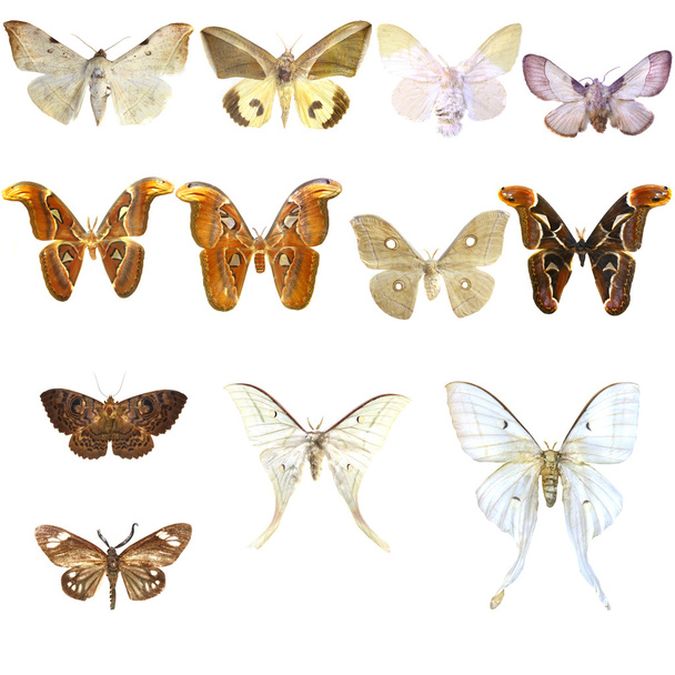 Coleção de belas borboletas tropicais isoladas em fundo branco
 - Foto, Imagem