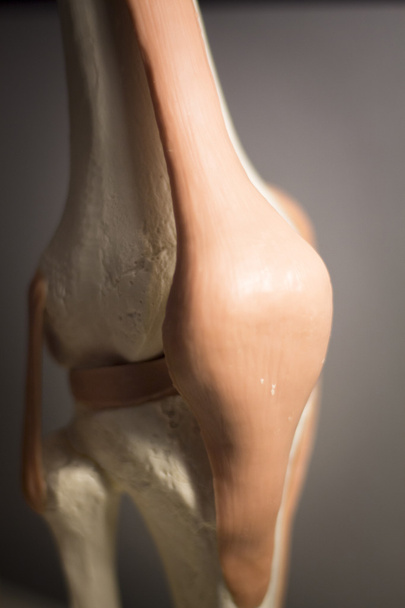 Modelo do tendão do menisco da articulação do joelho
 - Foto, Imagem