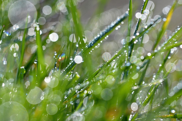 Зеленый фон травы. Боке - свежая утренняя роса на весенней траве
. - Фото, изображение