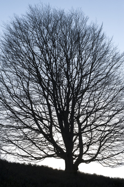 strom velkých silueta - Fotografie, Obrázek