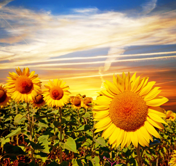 A magical landscape with sunflowers at sunrise against the sky ( - Photo, Image