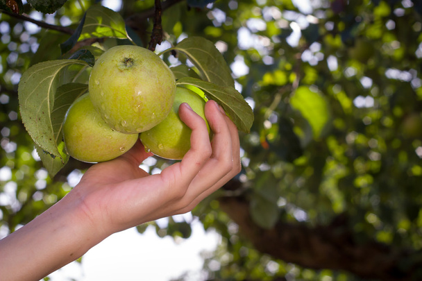 La mano humana arranca manzanas maduras de un árbol en el enorme jardín
 - Foto, imagen