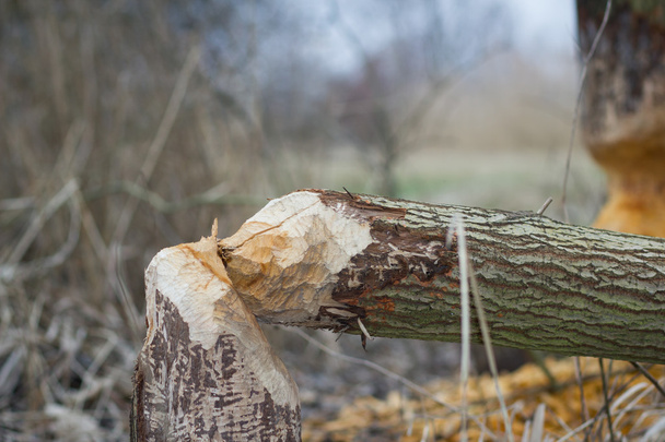 Árbol dañado por los castores; roído por los castores; área dañada
 - Foto, Imagen