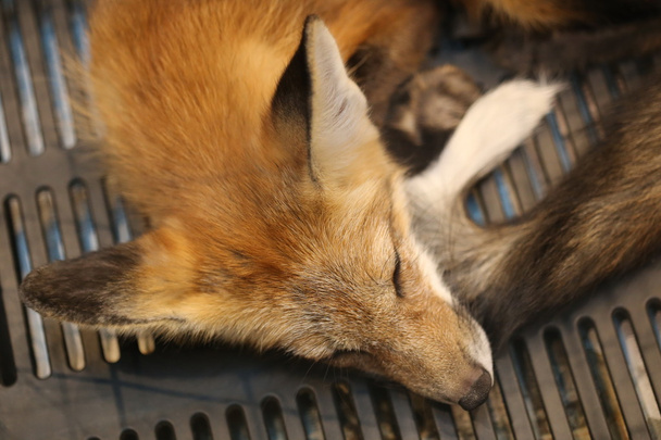 closeup sleeping red fox - Photo, Image