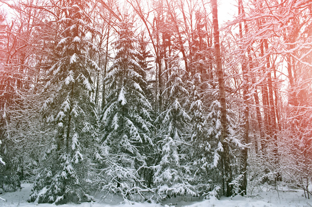 冬の森。冬の風景。木が雪に覆われています。 - 写真・画像