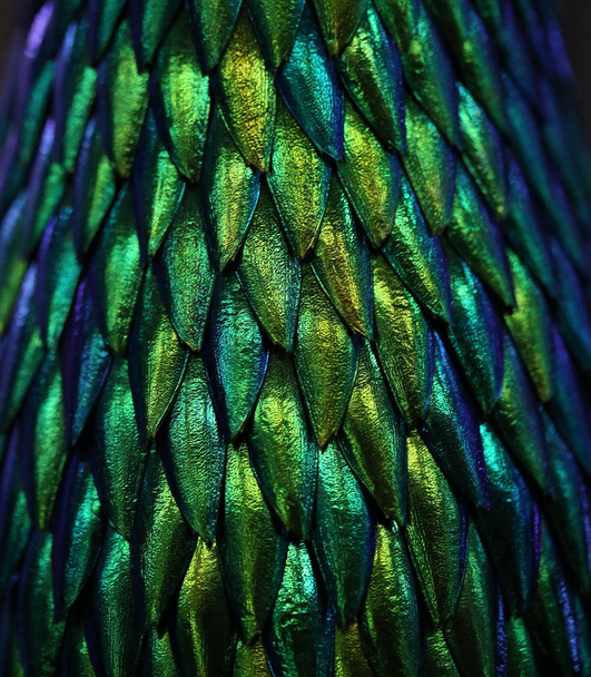 Closeup groene kever vleugel achtergrond - Foto, afbeelding