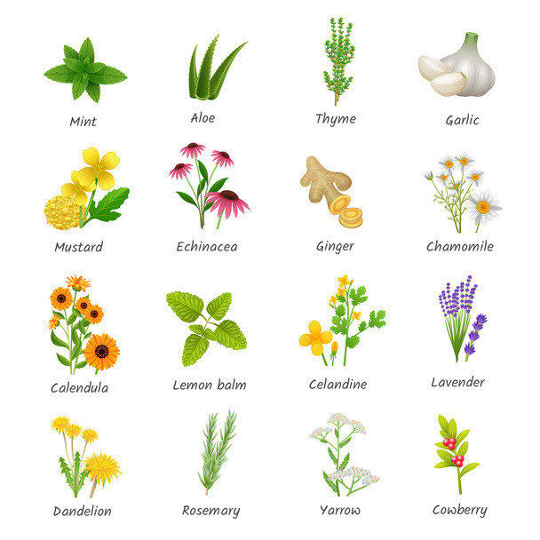 Gyógynövények növények lapos ikonok beállítása - Vektor, kép