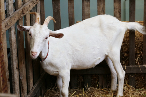 white goat head - Фото, зображення