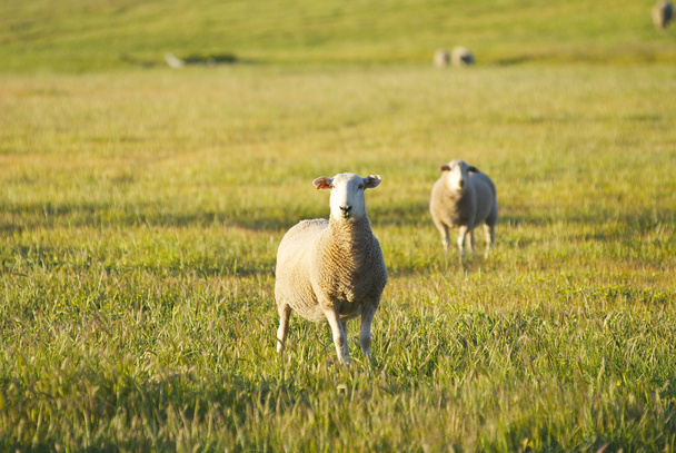 畑の羊カメラを見る - 写真・画像