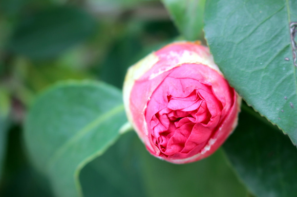 květem kamélie - Fotografie, Obrázek