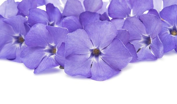 fiore blu pervinca isolato
  - Foto, immagini
