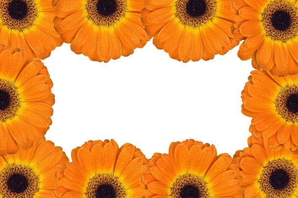 ガーベラの花のフレーム - 写真・画像