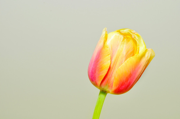 tulipan wiosna - Zdjęcie, obraz