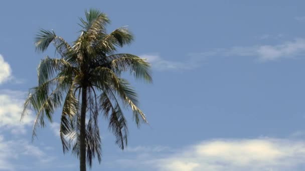 Palmeira com galhos movendo-se no vento contra um céu azul com nuvens
 - Filmagem, Vídeo