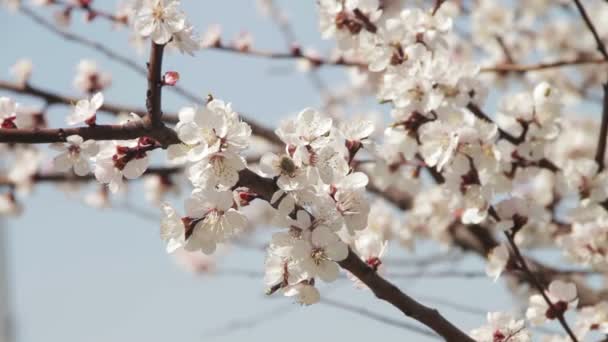 Tavasszal virágzó sárgabarack virág - Felvétel, videó