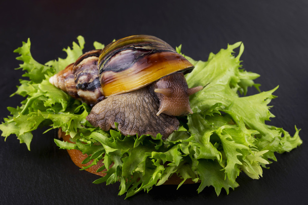 the Achatina snail - Fotografie, Obrázek