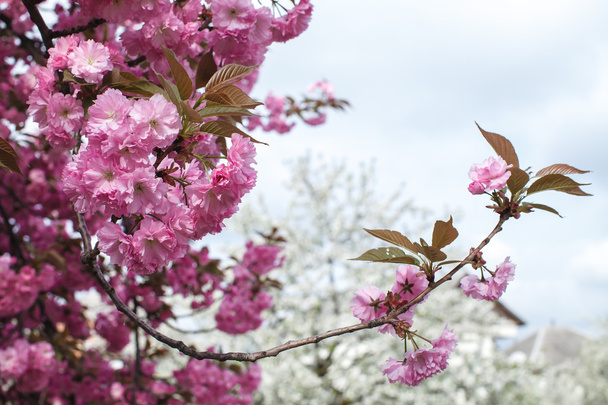 Sakura. Cherry Blossom in Springtime. Beautiful Pink Flowers - Φωτογραφία, εικόνα
