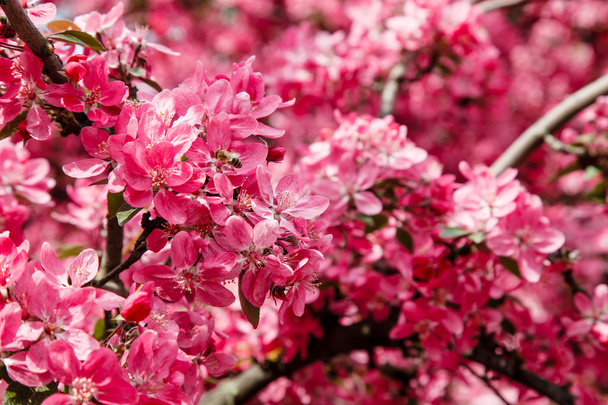 Flores rojas del manzano paraíso
 - Foto, Imagen
