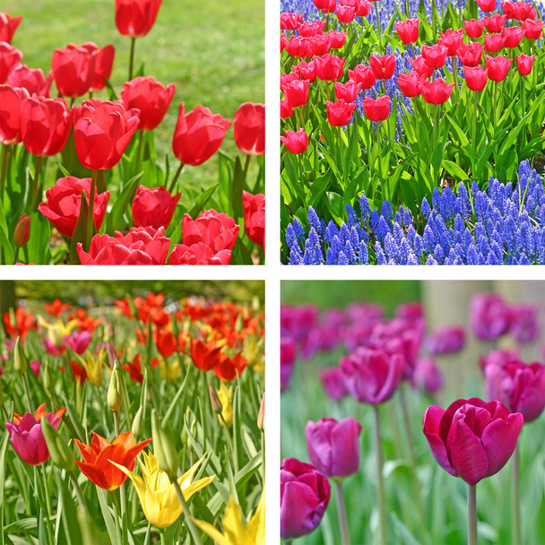 Tulip fields - Foto, Bild