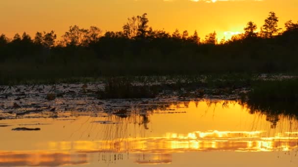 Niesamowite niebo złote odzwierciedlające w bagnie szklisty wody na zachodzie słońca - Materiał filmowy, wideo