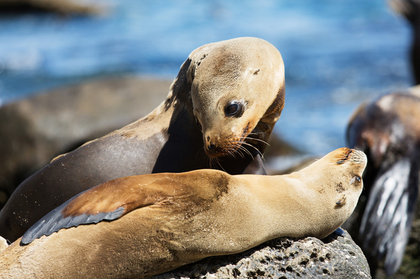 sea lions at the rocks - Фото, изображение