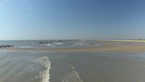 Εναέρια: Κοπάδι seagull πουλιά που πετούν πάνω από την αμμώδη παραλία - Πλάνα, βίντεο