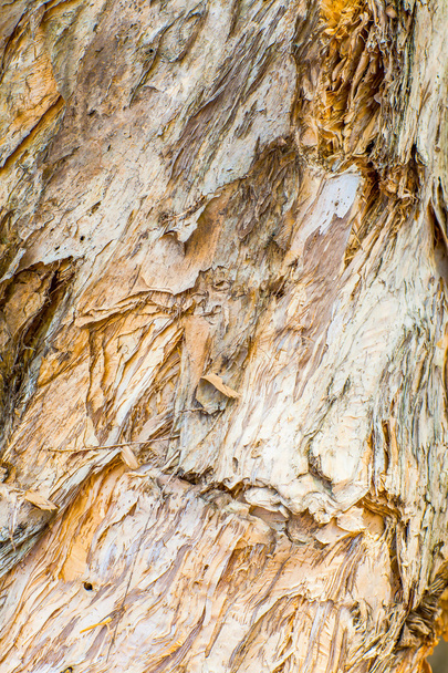 Close up of tree - Zdjęcie, obraz