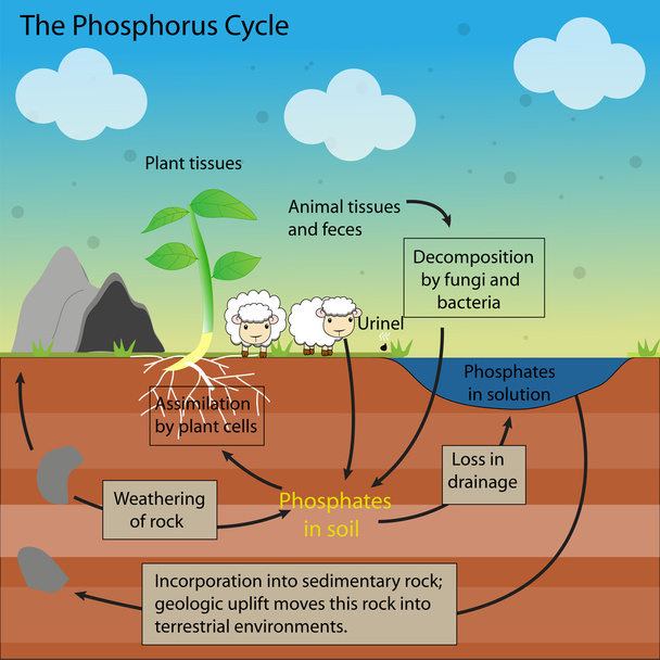 a foszfor ciklus vector design - Vektor, kép