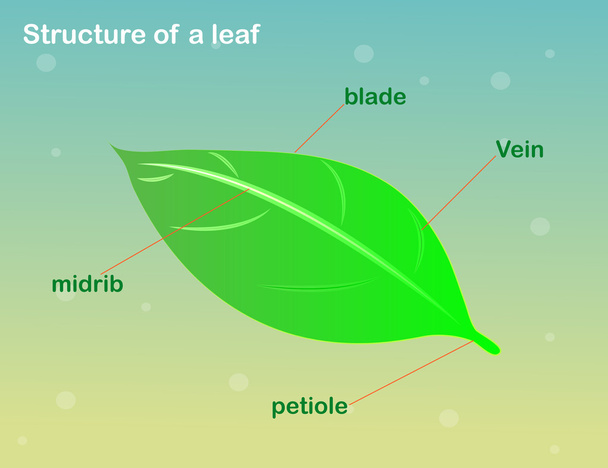 structure of a leaf - Vector, Image