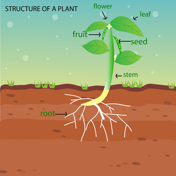 Δομή ενός φυτού - Διάνυσμα, εικόνα