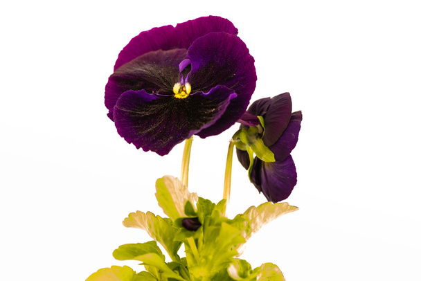 Viola tricolore sur fond blanc
. - Photo, image