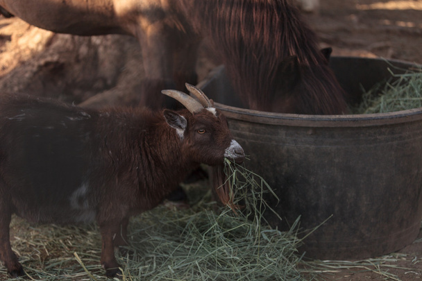 Cüce keçi yiyor - Fotoğraf, Görsel