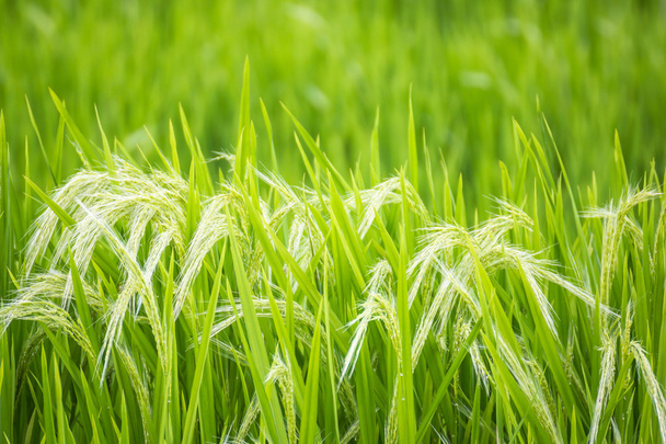 green barley spikes - Photo, Image