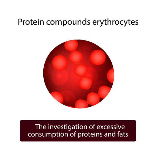Proteinverbindungen Erythrozyten. Vektor-Illustration auf isoliertem Hintergrund - Vektor, Bild