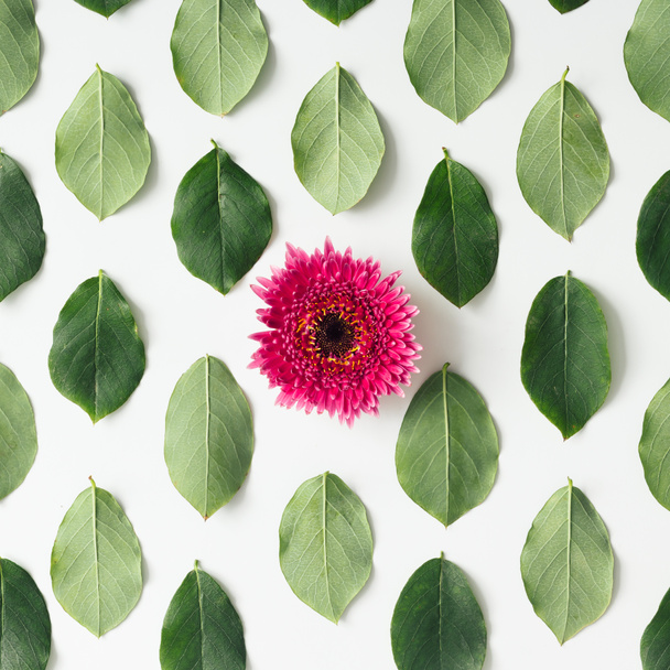 Flor rosa en el patrón de hojas verdes
 - Foto, Imagen