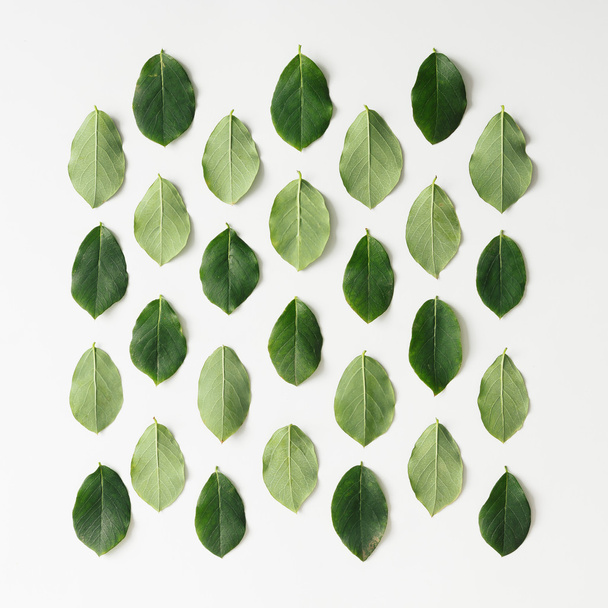groene bladeren patroon - Foto, afbeelding