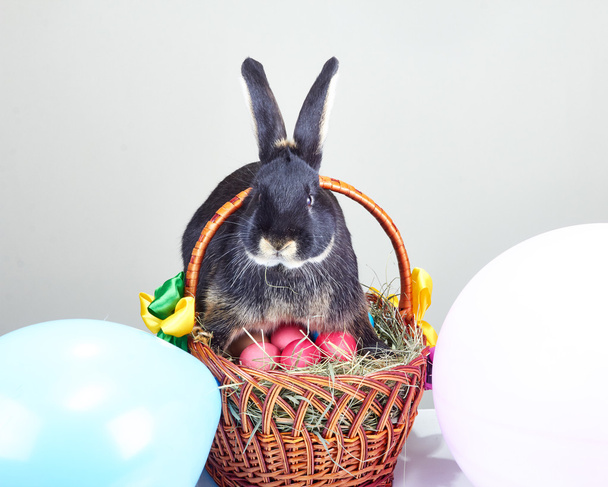 Кролик сидить на кошику з великодніми яйцями
 - Фото, зображення
