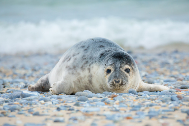 Young atlantic Grey Seal portrait - Photo, Image