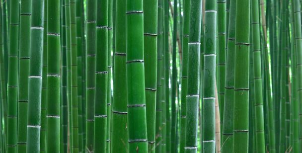 Vue sur Bamboo Grove
 - Photo, image