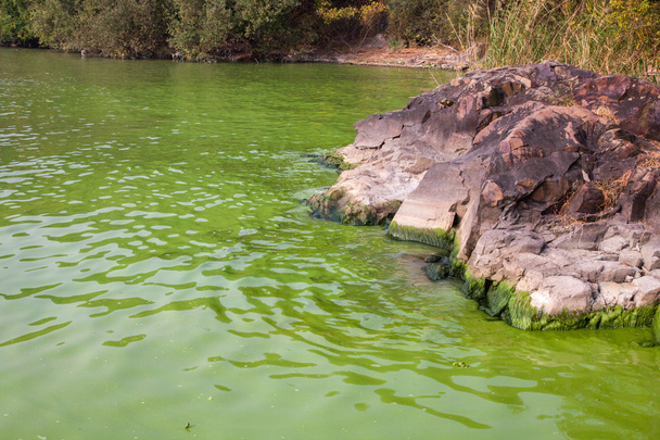 Cianobacterias en el lago Taihu
 - Foto, imagen