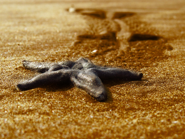 Морські зірки в золотих пісках - Фото, зображення