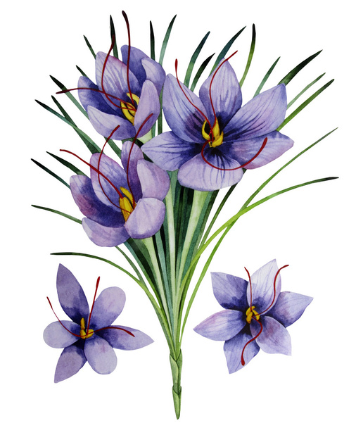 Watercolor saffron flowers - Foto, imagen