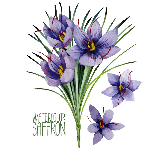 Akvarell sáfrány virágok - Vektor, kép
