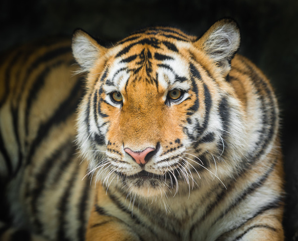 Тигр на черном фоне - Фото, изображение